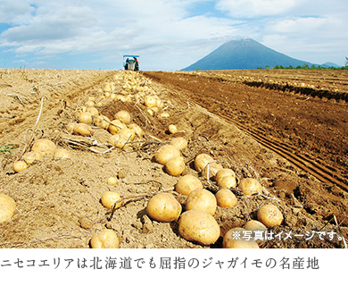 ニセコエリアは北海道でも屈指のジャガイモの名産地