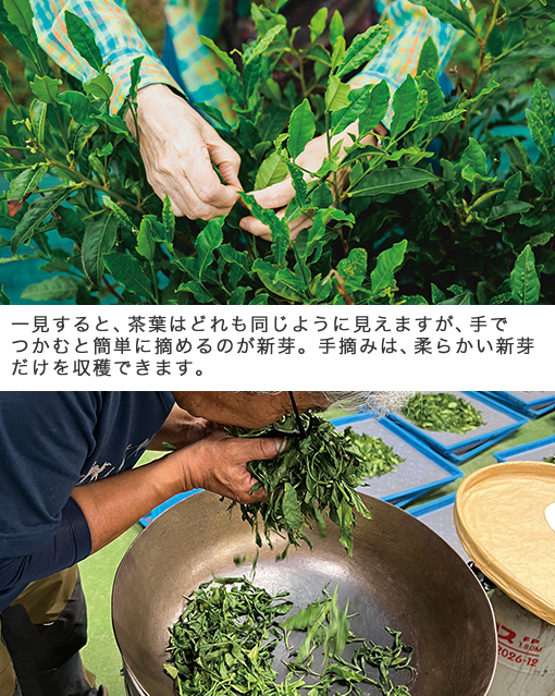 一見すると、茶葉はどれも同じように見えますが、手でつかむと簡単に摘めるのが新芽。手摘みは、柔らかい新芽だけを収穫できます。