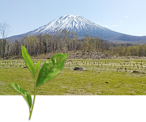 新雪谷茶園