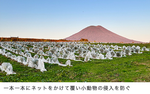 北限の茶摘みは、6月中旬。そのシルエットから、蝦夷富士と称される羊蹄山を望む1.3ヘクタールの茶畑。